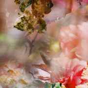 Rose_vine_card