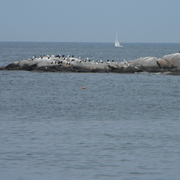 Rockportgulls2_card