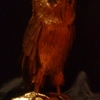 Golden_owl_thumb