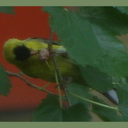 Img_1430_finch_by_collette_card