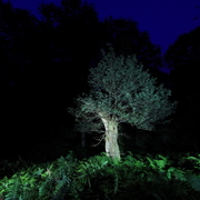 Nachtbaum_urwald_wildhgeest_06k_card