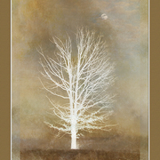 November_moon_card
