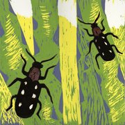 Asparagusbeetle2011_card