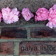 Dscf4873_copy_card
