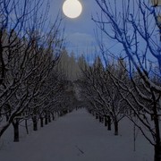 2011_7_14_orchard_moon_card
