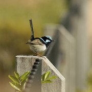 Img_0062_card