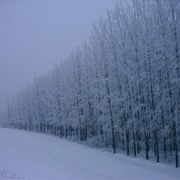 Copy_of_pic4_007_card