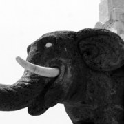 Elephant_card