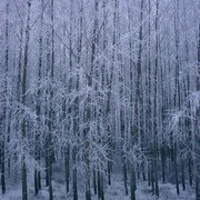 Pic4_005_card