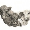Galloways_thumb