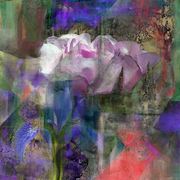 Rose_and_violet_ii_card