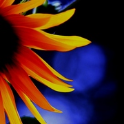20080824a1_1992sunflower_edited_fav_card