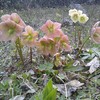 Lgim0042_thumb
