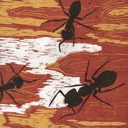 Ants_print2011_card