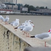 Img_0495_inset_card