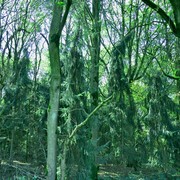 72greenforest_card