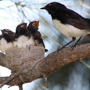 Willie_wagtail_card