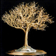 Golden_elm_card