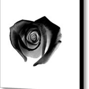 Black-heart-shaped-rose-glennis-siverson-1_card