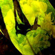 Leaves_5_card