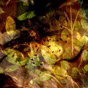 Leaves_4_card