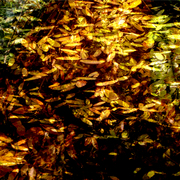 Leaves_3_card