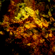 Leaves_2_card