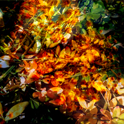 Leaves_1_card