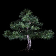Nachtbonsai_europl_rche_02k_card
