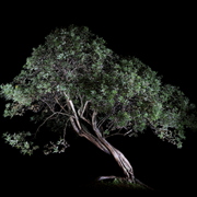 Nachtbonsai_fingerstrauch_01k_card
