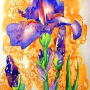 Iris_card