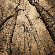 1069515-1-tree_card