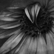 Sunflower_card