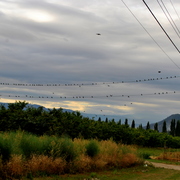 Birdsdsc_5427_card