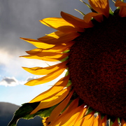 Sunflowerdsc_5471_card