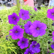 Petuniasplanter_card