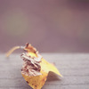 Leaf_thumb