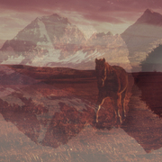 Horse_card
