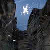 Buildings_behind_spider_web_thumb