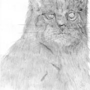 Img964_card