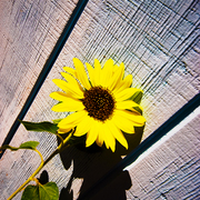 Flower4u1_card