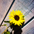 Flower4u1_tiny_square