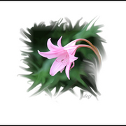 Flower_pink_lowres_card