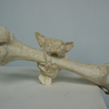 Dog_with_bone3_thumb