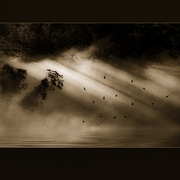 Dawn_dance_card