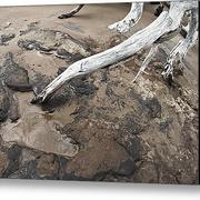 Thirsty-branch-glennis-siverson_card