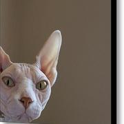 The-sphynx-glennis-siverson-1_card