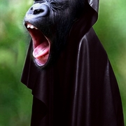 Monkeyhood_card