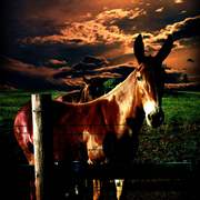 Horsesmall_card