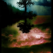 Treereflection_card